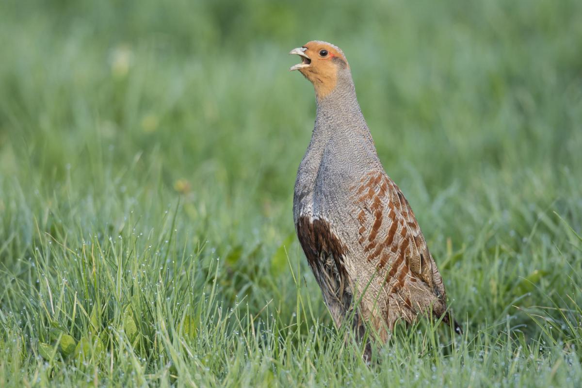 Rebhuhn (Perdix perdix) Deutscher Jagdverband